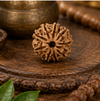 9 Mukhi Rudraksha (Nepali)- Big size with X-ray report