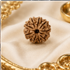 9 Mukhi Rudraksha (Nepali)- Big size with X-ray report