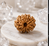 10 Mukhi Rudraksha (Nepali)- Big size with X-ray report