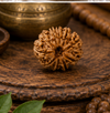10 Mukhi Rudraksha (Nepali)- Big size with X-ray report