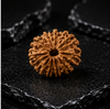 11 Mukhi Rudraksha (Nepali)- Big size with X-ray report