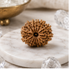 12 Mukhi Rudraksha (Nepali)- Big size with X-ray report