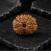 12 Mukhi Rudraksha (Nepali)- Big size with X-ray report