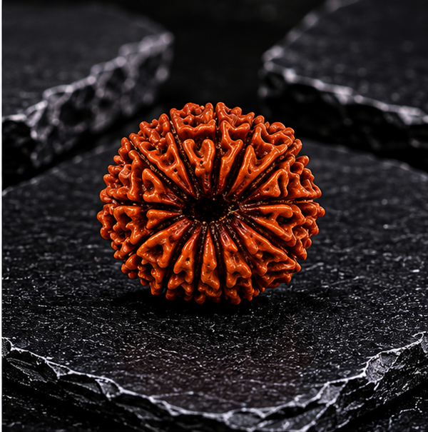 13 Mukhi Rudraksha (Nepali)- Big size with X-ray report