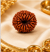 13 Mukhi Rudraksha (Nepali)- Big size with X-ray report