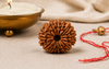 14 Mukhi Rudraksha (Nepali)- Big size with X-ray report