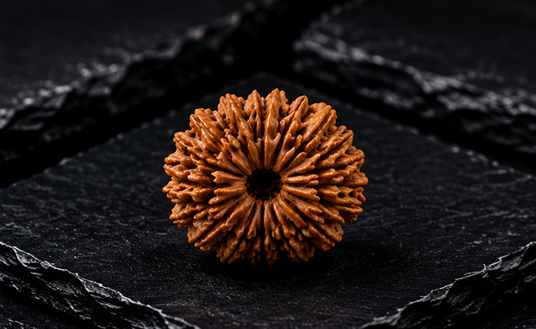 14 Mukhi Rudraksha (Nepali)- Big size with X-ray report