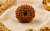 14 Mukhi Rudraksha (Nepali)- Big size with X-ray report