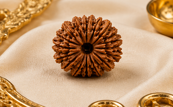 14 Mukhi Rudraksha (Nepali)- Big size with X-ray report