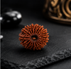 18 Mukhi Rudraksha (Nepali)- Big size with X-ray report