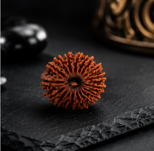 18 Mukhi Rudraksha (Nepali)- Big size with X-ray report