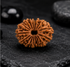 19 Mukhi Rudraksha (Nepali)- Big size with X-ray report