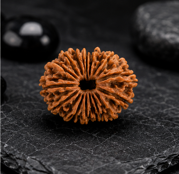 19 Mukhi Rudraksha (Nepali)- Big size with X-ray report