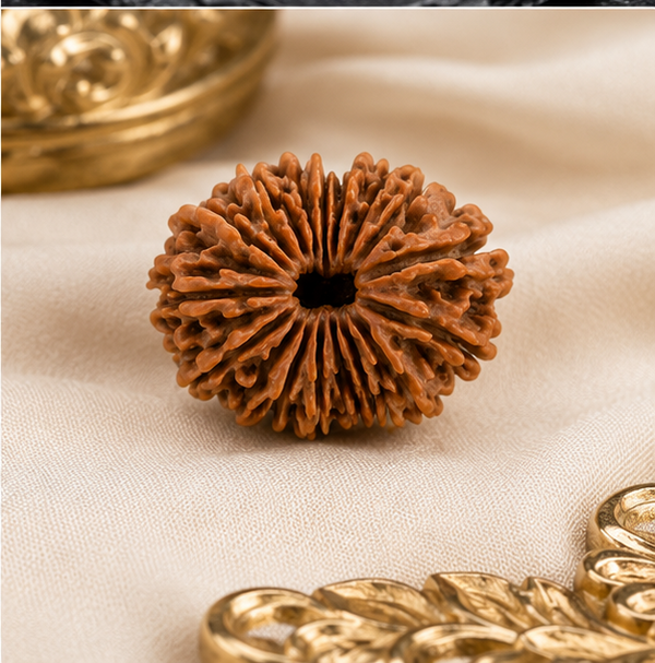 19 Mukhi Rudraksha (Nepali)- Big size with X-ray report
