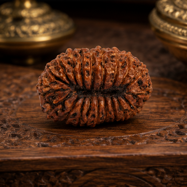 20 Mukhi Rudraksha (Nepali)- Big size with X-ray report