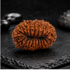20 Mukhi Rudraksha (Nepali)- Big size with X-ray report