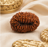 20 Mukhi Rudraksha (Nepali)- Big size with X-ray report