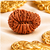 21 Mukhi Rudraksha (Nepali)- Big size with X-ray report