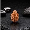 2 Mukhi Rudraksha (Nepali)- Big size with X-ray report