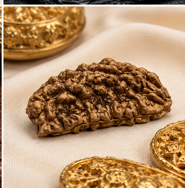 1 Mukhi Rudraksha (Nepali)- Big size with X-ray report