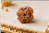 4 Mukhi Rudraksha (Nepali)- Big size with X-ray report