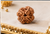 4 Mukhi Rudraksha (Nepali)- Big size with X-ray report
